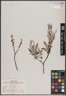 Foto von Salix candida Flüggé ex Willd.